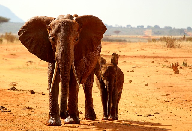 Safari Elephant Africa Animal Young Tsavo