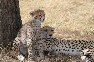 3-tage-masai-mara-flugsafari