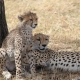 3-tage-masai-mara-flugsafari
