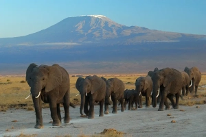 4-tage-tsavo-ost-west-amboseli