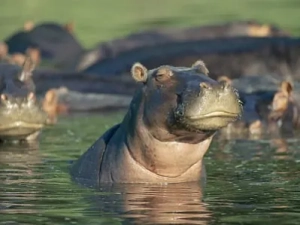 Flusspferde_in_den_Mzima_Springs_im_Tsavo_West_Nationalpark