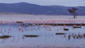 flamingo-hill-tented-camp-nakuru