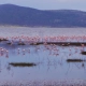 flamingo-hill-tented-camp-nakuru