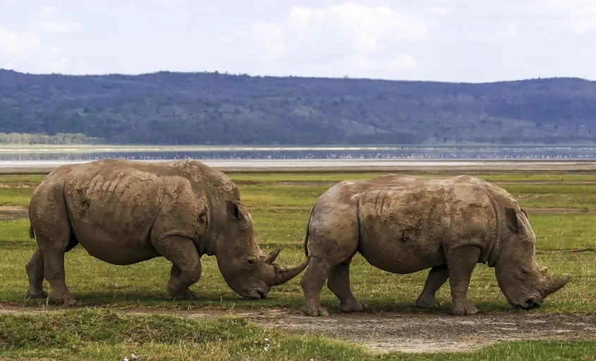 lake-nakuru-nationalpark