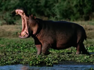 nilpferd-in-tsavo-west-national-park-kenia
